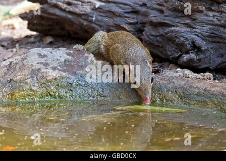 Un Treeshrew settentrionale (Tupaia belangeri) proveniente da bere a una foresta in piscina a ovest della Thailandia Foto Stock