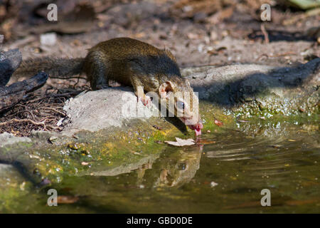 Un Treeshrew settentrionale (Tupaia belangeri) proveniente da bere a una foresta in piscina a ovest della Thailandia Foto Stock