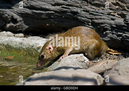 Un Treeshrew settentrionale (Tupaia belangeri) proveniente da bere a una foresta in piscina a ovest della Thailandia Foto Stock