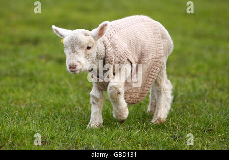 Orphaned agnello Jack Frost deve indossare un jumper vagamente per mantenere caldo durante l'attuale periodo freddo. L'agnello è nato il 1 gennaio e dato al Manor Farm Country Park a Bursledon, Hampshire, dopo la morte della madre. Foto Stock