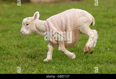 Orphaned agnello Jack Frost deve indossare un jumper vagamente per mantenere caldo durante l'attuale periodo freddo. L'agnello è nato il 1 gennaio e dato al Manor Farm Country Park a Bursledon, Hampshire, dopo la morte della madre. Foto Stock