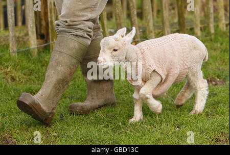 Ponticello di lana di agnello orfani Foto Stock