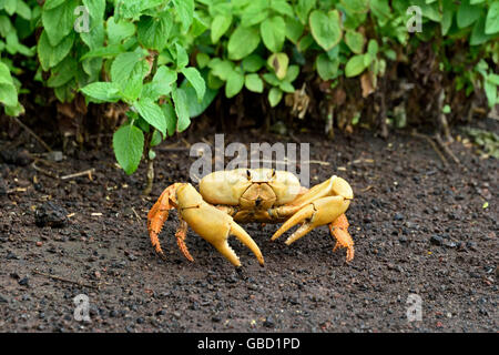 Il morph giallo dell'Isola di Ascensione di terra (Granchio Johngarthia lagostoma) a Devil's Ashpit sull Isola di Ascensione Foto Stock