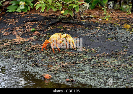 Il morph giallo dell'Isola di Ascensione di terra (Granchio Johngarthia lagostoma) a Devil's Ashpit sull Isola di Ascensione Foto Stock