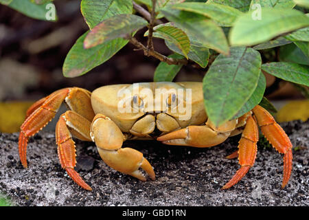 Il morph giallo dell'Isola di Ascensione di terra (Granchio Johngarthia lagostoma) a Devil's Ashpit sull Isola di Ascensione Foto Stock
