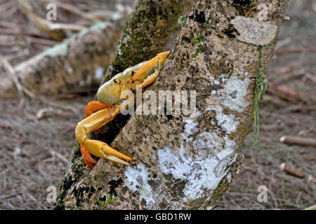 Il morph giallo dell'Isola di Ascensione di terra (Granchio Johngarthia lagostoma) a Devil's Ashpit sull Isola di Ascensione Foto Stock