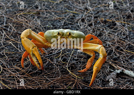 Il morph giallo dell'Isola di Ascensione di terra (Granchio Johngarthia lagostoma) a Devil's Ashpit sull Isola di Ascensione Foto Stock