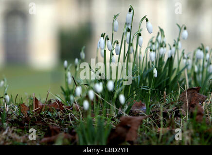 Snowdrops presso l'abbazia di Anglesey, a Lode, Cambridgeshire. Foto Stock