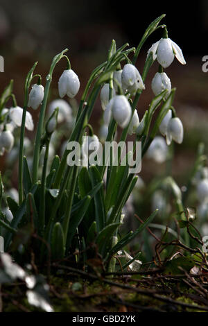 Cadute di neve tarda fioritura Foto Stock