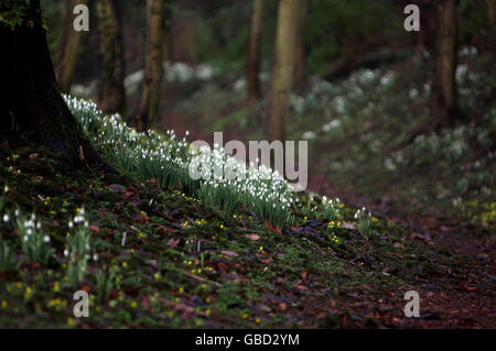 Snowdrops presso l'abbazia di Anglesey, a Lode, Cambridgeshire. Foto Stock