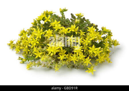 Fioritura giallo Sedum acre su sfondo bianco Foto Stock
