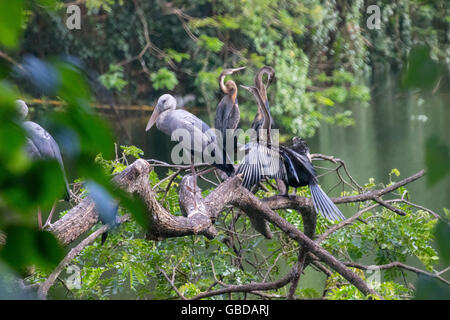 Oriental darter o indiani darter ( Anhinga melanogaster ) Foto Stock