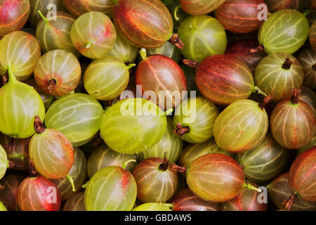 Telaio riempito con una varietà di raccolti di fresco ribes Foto Stock