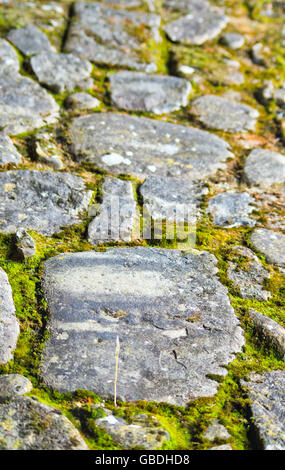 Pietre grigie di un antico percorso nel bosco abbandonato parzialmente coperto con moss Foto Stock