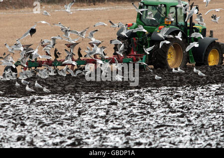 I gabbiani si affollano dopo un coltivatore che arava il suo campo nella neve vicino a Edimburgo. Foto Stock