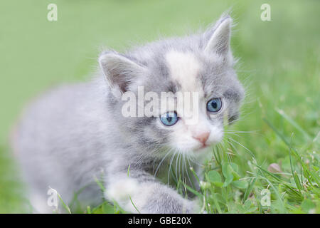 Smoky little fluffy gattino camminare sull'erba Foto Stock