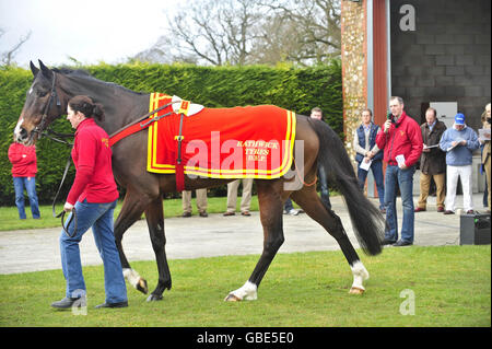 Horse Racing - David Pipe visita stable. Rispettare o morire è mostrato fuori durante la visita di David Pipe Stable a Nicholashayne, Somerset. Foto Stock