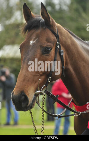 Horse Racing - David Pipe visita stable. Lough Derg è mostrato fuori durante la visita di David Pipe Stable a Nicholashayne, Somerset. Foto Stock