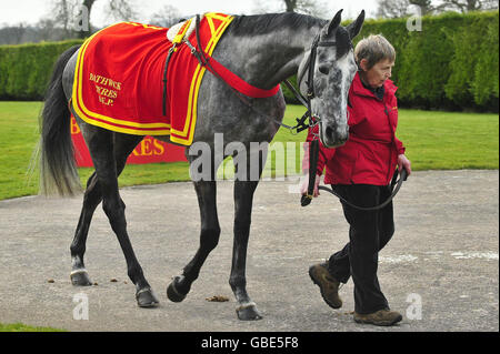 Horse Racing - David Pipe visita stable. Grande sforzo è mostrato fuori durante la visita di David Pipe stabile a Nicholashayne, Somerset. Foto Stock