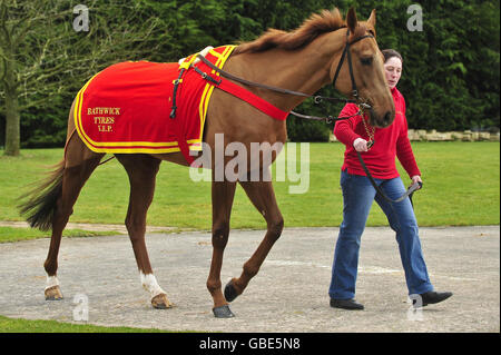 Horse Racing - David Pipe visita stable. Torphichen è mostrato fuori durante la visita della stalla del tubo di David a Nicholashayne, Somerset. Foto Stock