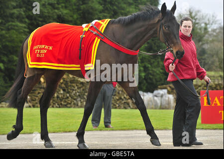 Horse Racing - David Pipe visita stable. Mamlook è mostrato fuori durante la visita della stalla di David Pipe a Nicholashayne, Somerset. Foto Stock