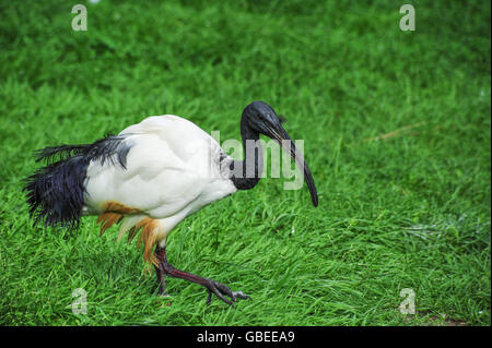 Un nero guidato Australian ibis bird camminare sull'erba Foto Stock