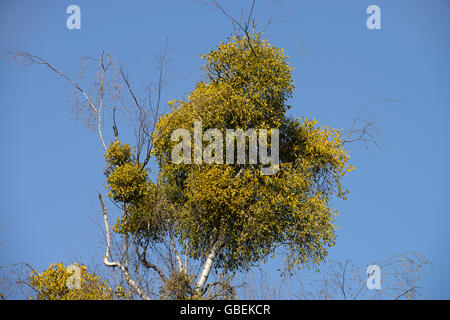 Weissbeerige Mistel (Viscum album) Foto Stock