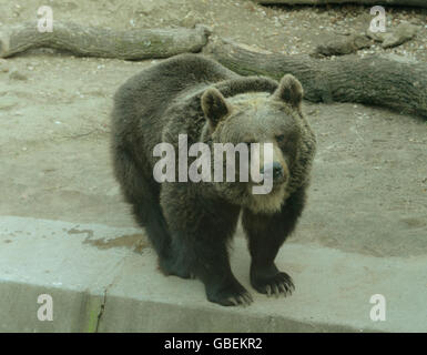 Braunbaer (Ursus arctos), Zoo, Breslau, Niederschlesien, Polen Foto Stock