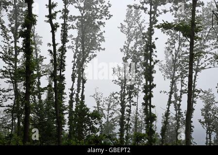 La nebbia, querce, alberi, foresta, boschi, Castelnuovo Magra, provincia della Spezia, Liguria, Italia Foto Stock