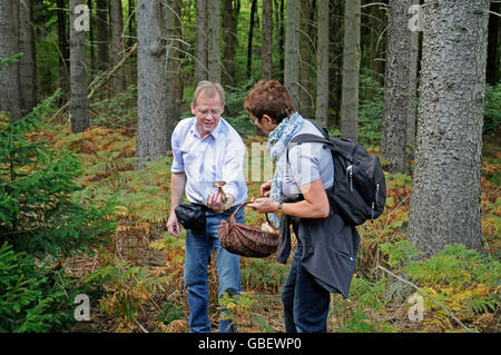 Accoppiare la raccolta di funghi, identificazione di funghi, fungo guida, Iserlohn, regione di Sauerland, Renania settentrionale-Vestfalia, Germania / raccolta funghi Foto Stock