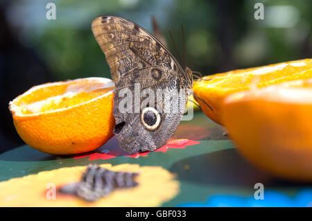 Farfalla Civetta (Caligo specie) ha un drink da un arancione nella casa delle farfalle della RHS Hampton Court Foto Stock