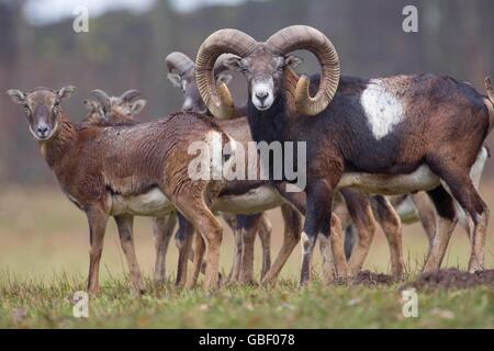 Mufflon, Ovis orientalis Foto Stock