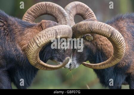 Mufflon, Ovis orientalis Foto Stock