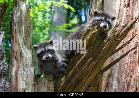 Waschbaer, Jungtier, Niedersachsen, Deutschland (Procione lotor) Foto Stock