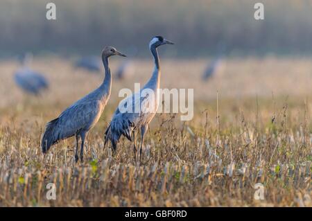 Kraniche, Meclenburgo-Pomerania Occidentale, Deutschland (grus grus) Foto Stock