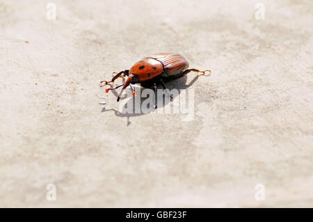 Rosso curculione Palm, Palm curculione, beetle, parassiti, palme da dattero, Costa Blanca, Provincia di Alicante, Spagna, Europa / (Rhynchophorus ferrugineus), (Phoenix dactylifera) Foto Stock