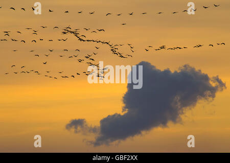 Gru comune, Meclemburgo-Pomerania Occidentale, Germania / (grus grus) Foto Stock