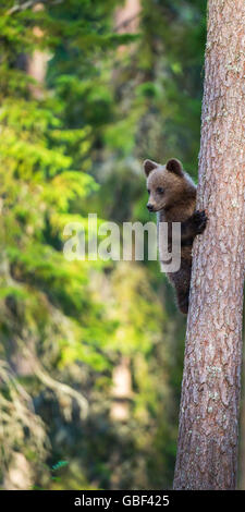 Unione di orso bruno cub arrampicata sugli alberi, Finlandia / (Ursus arctos) Foto Stock