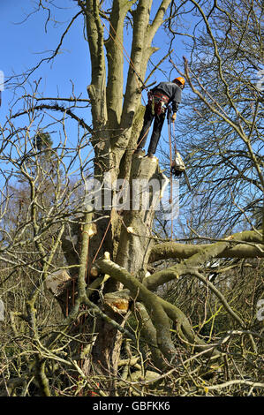 I venditori di alberi lavorano per rimuovere gli alberi colpiti da una malattia che si sta diffondendo attraverso il sud-ovest dell'Inghilterra sta ottenendo in corso questa settimana prossima al Barrington Court del National Trust a Somerset. . Foto Stock