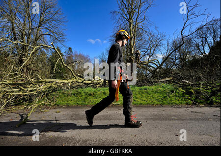 I venditori di alberi lavorano per rimuovere gli alberi colpiti da una malattia che si sta diffondendo attraverso il sud-ovest dell'Inghilterra sta ottenendo in corso questa settimana prossima al Barrington Court del National Trust a Somerset. . Foto Stock