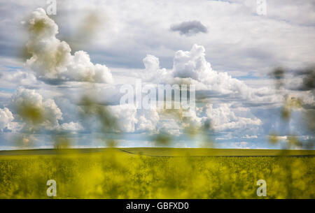 Nuvoloso, blu, canadese, prateria del cielo visto attraverso la fioritura dei campi di canola in estate Foto Stock