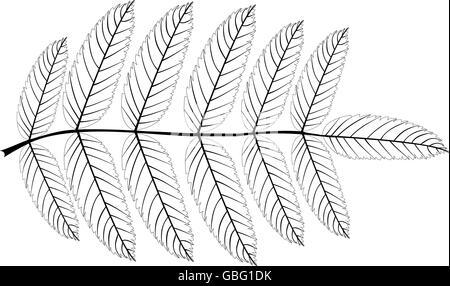 Rowan(Sorbus aucuparia), vettore isolato Rowan foglia, Illustrazione Vettoriale