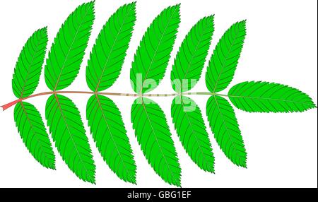 Rowan(Sorbus aucuparia), vettore isolato Rowan foglia, Illustrazione Vettoriale