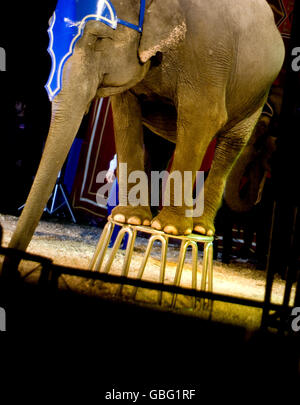 Gli elefanti tornare nel circus Foto Stock