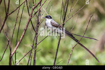 Forcella-tailed flycatcher di Esteros del Ibera wetland, Argentina Foto Stock