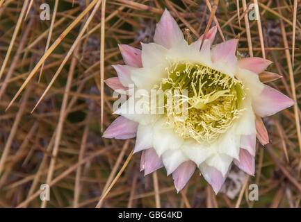 Flower argentino della cactus giganti in Los Cardones National Park Foto Stock