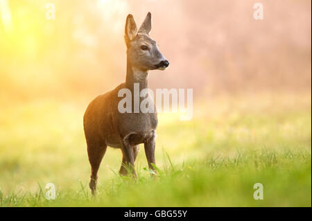 Capriolo in Early Morning Light Foto Stock