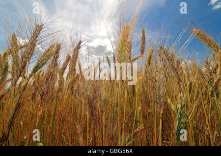 Campo di orzo in una luminosa giornata di sole Foto Stock