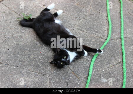 Bianco e nero Gatto sdraiato sul pavimento Foto Stock