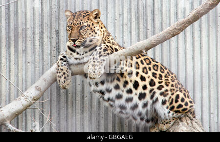 Leopard appoggiato su di un ramo di albero Foto Stock